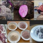 PUSAT STUDI GIZI DAN PANGAN HALAL UNIMUS MELAKUKAN PENELITIAN KOLABORASI DENGAN PRODI GIZI UNIMUS, UAD DAN ITS PKU SURAKARTA DENGAN MENGANGKAT UWI UNGU SEBAGAI PANGAN FUNGSIONAL