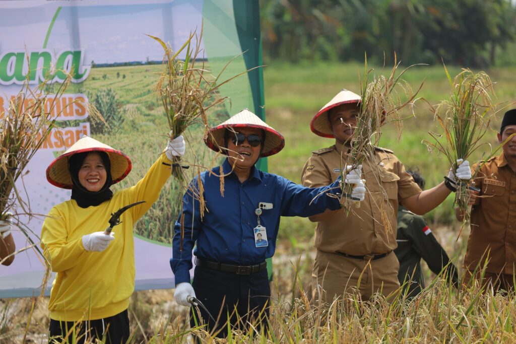Panen Perdana Padi Unimus Bersama Petani Kendal, Wujud Nyata Sinergi Kampus dan Desa untuk Kemandirian Pangan