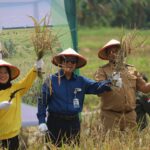 Panen Perdana Padi Unimus Bersama Petani Kendal, Wujud Nyata Sinergi Kampus dan Desa untuk Kemandirian Pangan