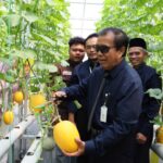 UNIMUS Panen Perdana Melon Premium, Transformasi Lahan Kampus Menjadi Agrowisata Produktif Berbasis Green Campus, Ketahanan Pangan, dan Eduwisata