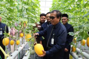 Read more about the article UNIMUS Panen Perdana Melon Premium, Transformasi Lahan Kampus Menjadi Agrowisata Produktif Berbasis Green Campus, Ketahanan Pangan, dan Eduwisata